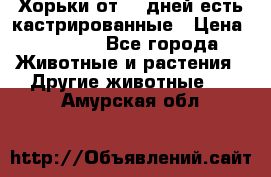   Хорьки от 35 дней есть кастрированные › Цена ­ 2 000 - Все города Животные и растения » Другие животные   . Амурская обл.